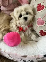 Teacup Tater Tot, a male Maltipoo for sale in Temecula, CA – Photo 1 of 4