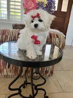 Teacup Tater Tot, a male Maltipoo for sale in Temecula, CA – Photo 2 of 4