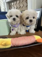 processed/5501a05f-a9cf-450e-b2f3-0d0d272716d8/listing/d6121294-7bbc-4816-8c5b-c2453016898b/e5e6b823-8dc5-476a-92f3-ed54275732ee