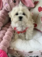 Teacup Tater Tot, a male Maltipoo for sale in Temecula, CA – Photo 4 of 4