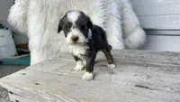 Micro Morgan , a male Miniature Bernedoodle for sale in Temecula, CA – Photo 3 of 5