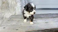Micro Morgan , a male Miniature Bernedoodle for sale in Temecula, CA – Photo 5 of 5