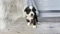 Micro Morgan , a male Miniature Bernedoodle for sale in Temecula, CA – Photo 2 of 5