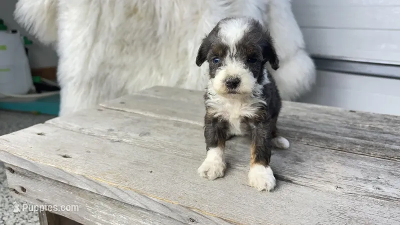 Micro Morgan  – Miniature Bernedoodle puppy for sale in Temecula, CA