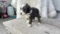 Micro Morgan , a male Miniature Bernedoodle for sale in Temecula, CA – Photo 4 of 5