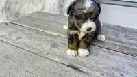 Micro Stella , a female Miniature Bernedoodle for sale in Temecula, CA – Photo 4 of 4