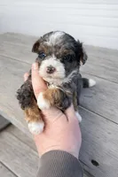 Micro Stella , a female Miniature Bernedoodle for sale in Temecula, CA – Photo 3 of 4