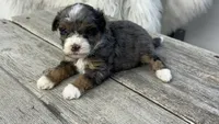 Micro Stella , a female Miniature Bernedoodle for sale in Temecula, CA – Photo 1 of 4