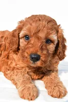 Tommy , a male Cavapoo for sale in Temecula, CA – 7 of 8