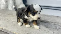 Micro Milo , a male Miniature Bernedoodle for sale in Temecula, CA – Photo 4 of 7