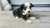 Micro Milo , a male Miniature Bernedoodle for sale in Temecula, CA – Photo 2 of 7