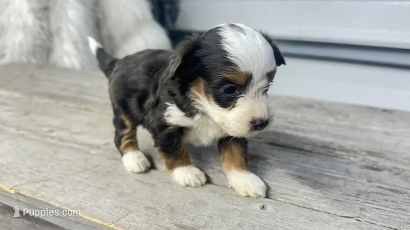 Micro Milo  – Miniature Bernedoodle puppy for sale in Temecula, CA