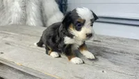 Micro Milo , a male Miniature Bernedoodle for sale in Temecula, CA – Photo 7 of 7