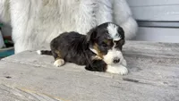 Micro Marty , a male Miniature Bernedoodle for sale in Temecula, CA – Photo 2 of 3