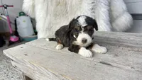 Micro Marty , a male Miniature Bernedoodle for sale in Temecula, CA – Photo 3 of 3
