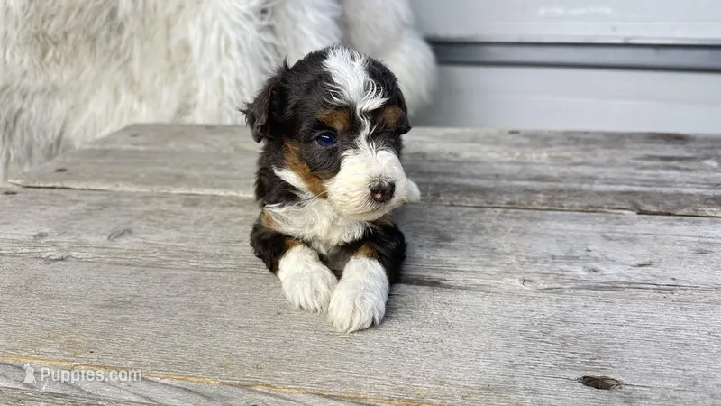 Micro Marty  – Miniature Bernedoodle puppy for sale in Temecula, CA