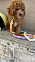 Sammy , a male Cavapoo for sale in Temecula, CA – 4 of 6