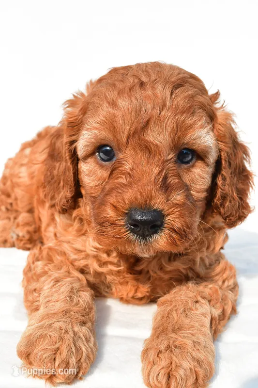 Tommy  – Cavapoo puppy for sale in Temecula, CA
