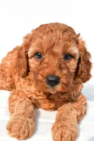 Tommy , a male Cavapoo for sale in Temecula, CA – 1 of 8
