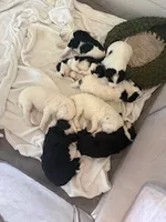 processed/5502005a-6eda-4d92-a224-3180ce6c28ac/listing/28a18507-7886-4a8a-9589-7d35f4403685/10515351-5dbd-4398-a430-b7c9a24f9ec6