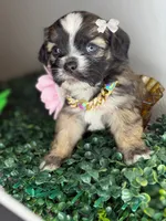 Dream , a female Maltipoo for sale in Houston, TX – 4 of 4