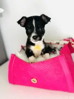 Toby, a male Chihuahua for sale in Houston, TX – 4 of 5