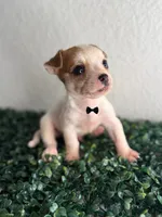 Milo, a male Chihuahua for sale in Houston, TX – 4 of 4