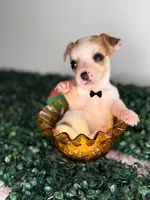 Milo, a male Chihuahua for sale in Houston, TX – 2 of 4