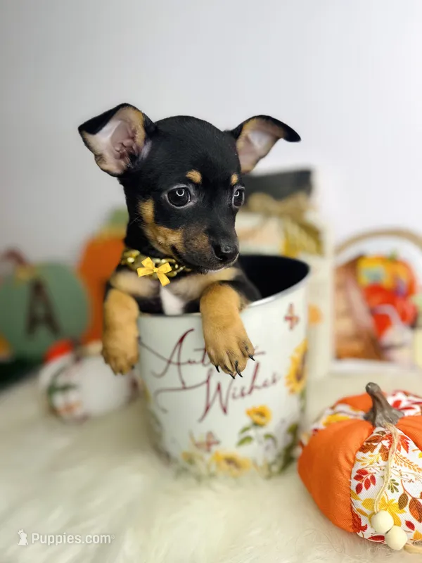 Toby 💙 – Chihuahua puppy for sale in Houston, TX