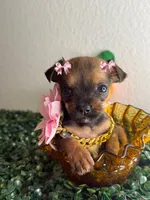Minnie , a female Chihuahua for sale in Houston, TX – 4 of 4