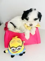 Fendi, a male Maltipoo for sale in Houston, TX – 4 of 5
