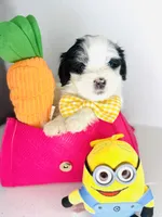 Fendi, a male Maltipoo for sale in Houston, TX – 3 of 5