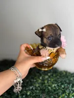 Pixie , a female Chihuahua for sale in Houston, TX – 3 of 4