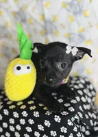 Lola 🐾💖, a female Chihuahua for sale in Houston, TX – 2 of 3
