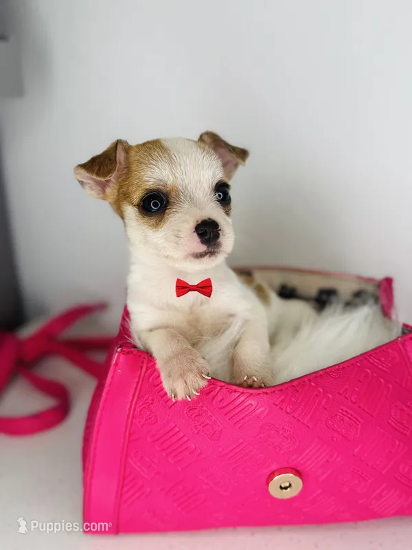 Milo – Chihuahua puppy for sale in Houston, TX