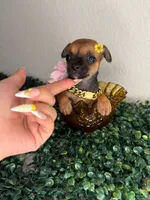 Fendi, a female Chihuahua for sale in Houston, TX – 2 of 4