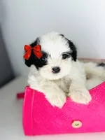 Dream , a female Shih Tzu for sale in Houston, TX – 1 of 3