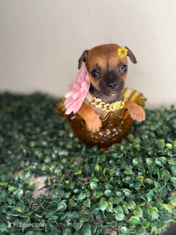 Fendi – Chihuahua puppy for sale in Houston, TX