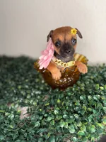 Fendi, a female Chihuahua for sale in Houston, TX – 1 of 4