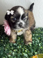 Dream , a female Maltipoo for sale in Houston, TX – 3 of 4