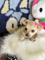 Lilly 🐾😍, a female Chihuahua for sale in Houston, TX – 2 of 2
