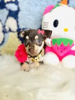 Minnie 🥰🐾, a female Chihuahua for sale in Houston, TX – 2 of 2