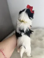 Lilly 💕, a female Shih Tzu for sale in Houston, TX – Photo 6 of 6