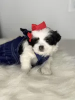 Lilly 💕, a female Shih Tzu for sale in Houston, TX – Photo 5 of 6