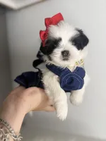 Lilly 💕, a female Shih Tzu for sale in Houston, TX – Photo 2 of 6