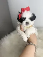 Lilly 💕, a female Shih Tzu for sale in Houston, TX – Photo 1 of 6
