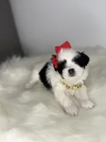 Lilly 💕, a female Shih Tzu for sale in Houston, TX – Photo 4 of 6