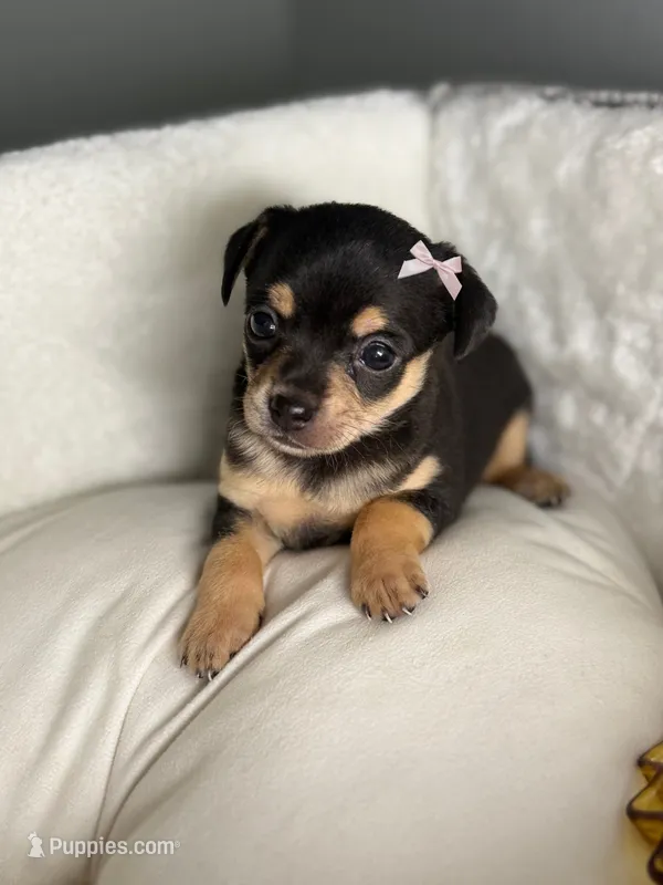 Lilly  – Chihuahua puppy for sale in Houston, TX