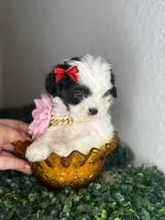 Luna , a female Maltipoo for sale in Houston, TX – 3 of 3