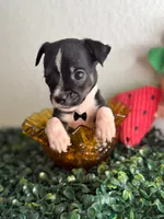 Dior , a male Chihuahua for sale in Houston, TX – 4 of 4